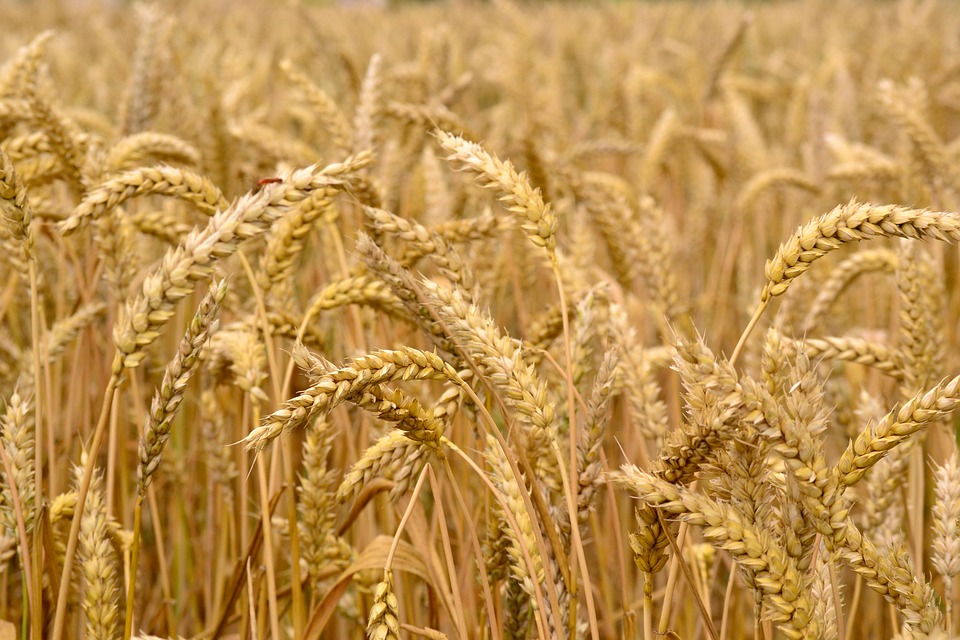 yield farming